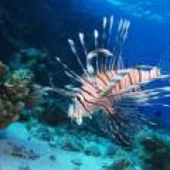 LionFish